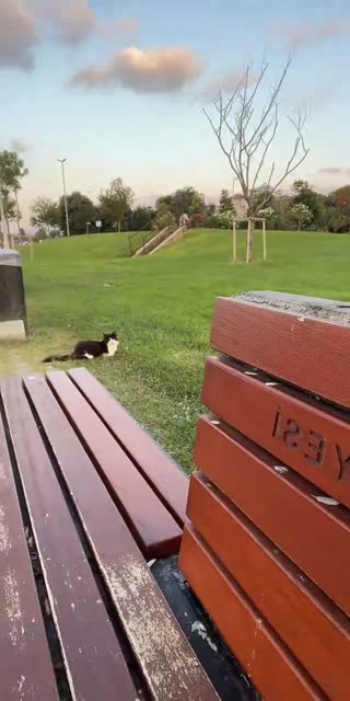 mangotutkusu — 10.08.2026 16:47 canlı yayın kaydı