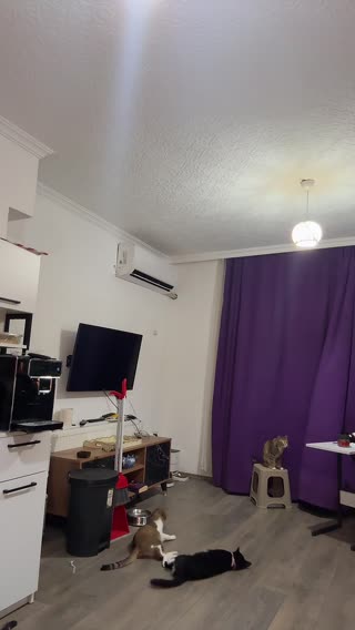 ELİS — 11.08.2026 17:47 canlı yayın kaydı